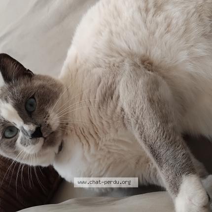 Photo 1/1 Snow Chat perdu à St ouen des tois