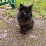 Photo de chat trouvé à Dourdan