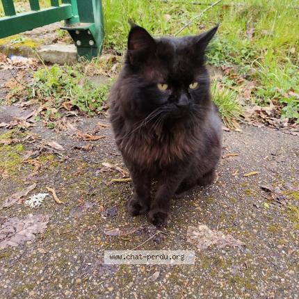 Photo 1/1 Chat trouvé Trouvé à Dourdan