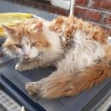 Photo de chat trouvé à Lille