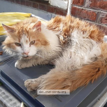 Photo 1/1 Chat trouvé Trouvé à Lille