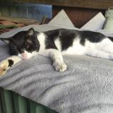 Photo de chat trouvé à Toulouse