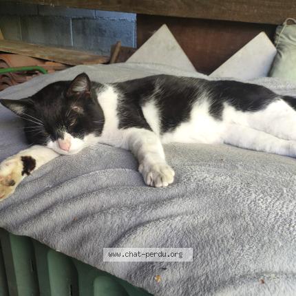 Photo 1/1 Chat trouvé Trouvé à Toulouse