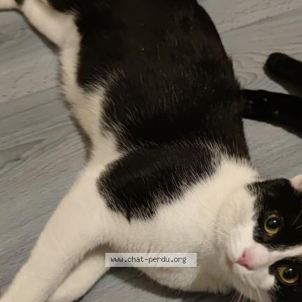 Photo 1/1 George Chat perdu à Billere