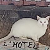 Photo de chat perdu à Agneaux 50180