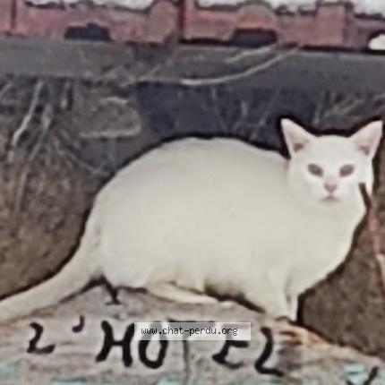 Photo 1/1 Neige Chat perdu à Agneaux 50180