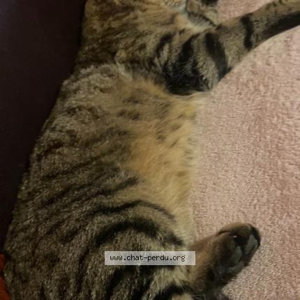 Photo 1/1 LOULOU Chat perdu à Vieux moulins