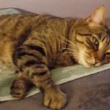 Photo de chat perdu à Marignane