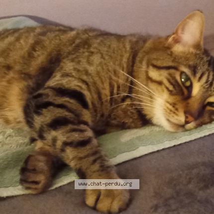 Photo 1/1 Loula Chat perdu à Marignane