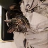 Photo de chat perdu à Saint Sulpice Le Gueretois