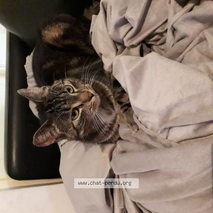 Photo 1/1 Hannibal Chat perdu à Saint sulpice le gueretois