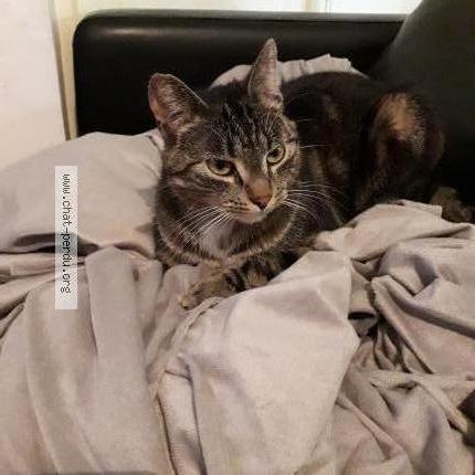 Photo 1/1 Hannibal Chat perdu à Saint sulpice le gueretois