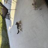 Photo de chat trouvé à Portet Sur Garonne