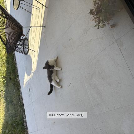 Photo 1/1 Chat trouvé Trouvé à Portet sur garonne