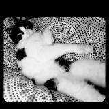 Photo de chat perdu à Bonneville La Louvet