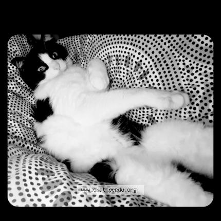 Photo 1/1 Mounette Chat perdu à Bonneville la louvet