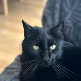 Photo de chat perdu à Merignac