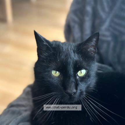 Photo 1/1 Wasabi Chat perdu à Merignac