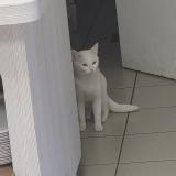 Photo de chat trouvé à Strasbourg