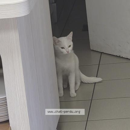 Photo 1/1 Chat trouvé Trouvé à Strasbourg