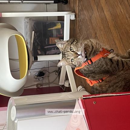 Photo 1/1 Julien Chat perdu à Pouilly en auxois