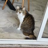 Photo de chat perdu à Six Fours Les Plages