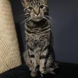 Photo de chat perdu à Nogent Sur Oise