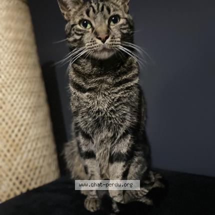 Photo 1/1 Tigrou Chat perdu à Nogent sur oise