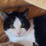 Photo de chat perdu à Lys Lez Lannoy