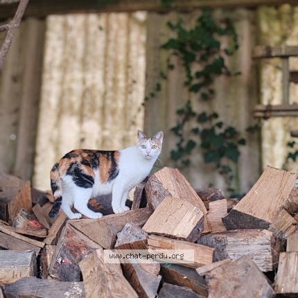 Photo 1/1 Chipounette Chat perdu à Palluau