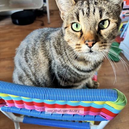 Photo 1/1 Garfield Chat perdu à St nazaire