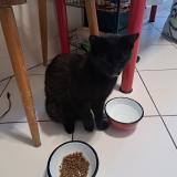 Photo de chat trouvé à Bagnolet