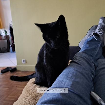 Photo 3/3 Chat trouvé Trouvé à Bagnolet