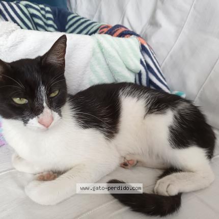 Photo 1/1 Chat trouvé Trouvé à San isidro lima