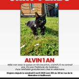 Photo de chat perdu à Haillicourt