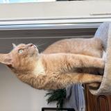 Photo de chat perdu à La Boissiere Sur Evre