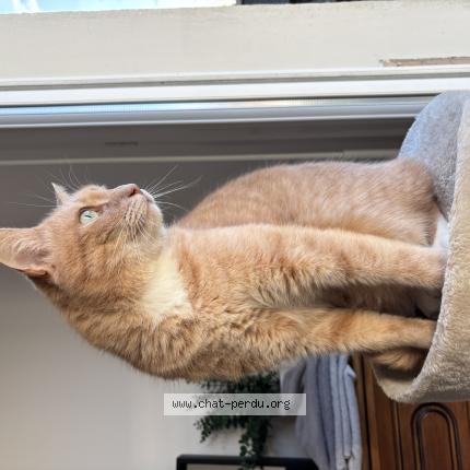 Photo 1/1 Shiva Chat perdu à La boissiere sur evre