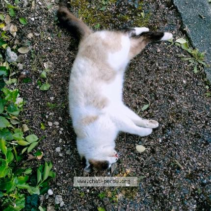 Photo 1/1 Chat trouvé Trouvé à La tremblade