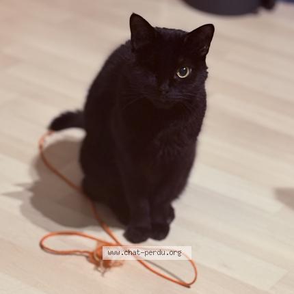 Photo 1/1 Oggy Chat perdu à Bihorel