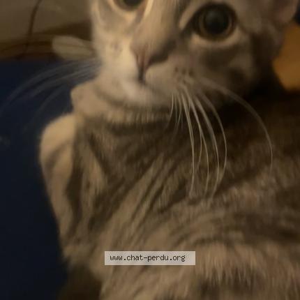 Photo 1/1 Scarlette Chat perdu à Vaienciennes