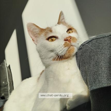 Photo 1/1 Potkoll Chat perdu à Charbonnier les mines