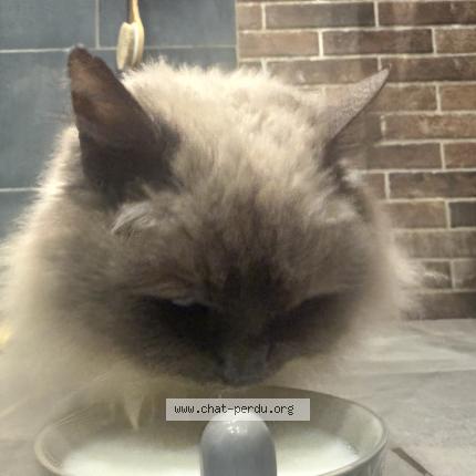 Photo 1/1 Chat trouvé Trouvé à Pellevoisin