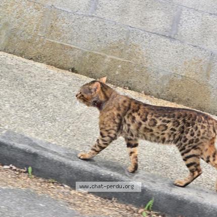 Photo 1/1 Chat trouvé Trouvé à Saint medard en jalles
