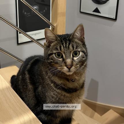 Photo 1/1 Mushu Chat perdu à Neuville sur sarthe