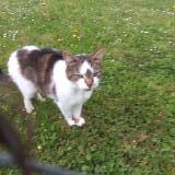 Photo de chat trouvé à Jouy En Josas