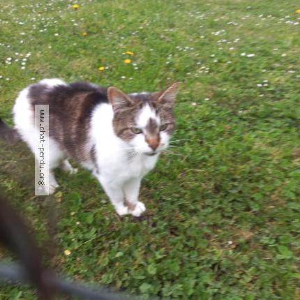 Photo 1/2 Chat trouvé Trouvé à Jouy En Josas