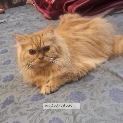 Photo 1/1 Bella Chat perdu à Nagpur