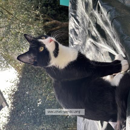 Photo 1/1 Chips Chat perdu à Eysines