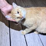 Photo de chat trouvé à Saint Barthelemy