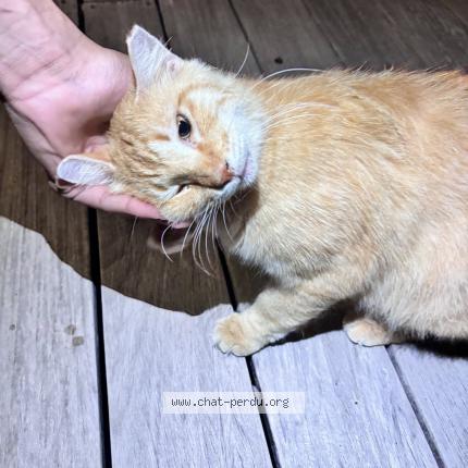 Photo 1/1 Chat trouvé Trouvé à Saint barthelemy